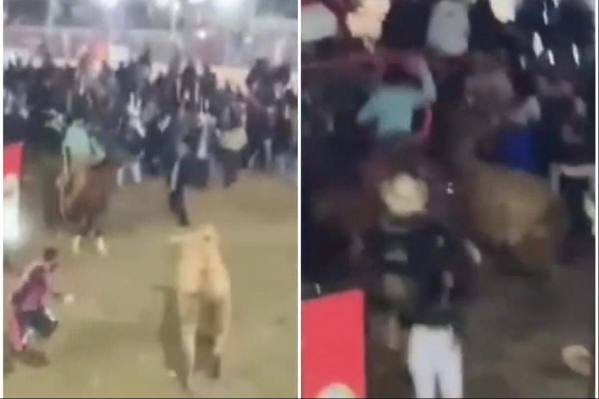 Touro circulando no meio do público na Festa do Peão de os