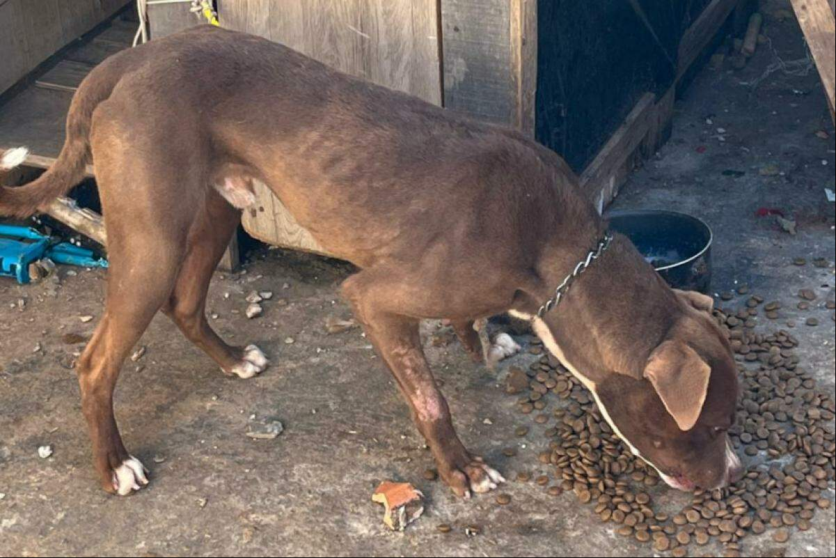 Equipes alimentaram os animais, que não tinham ração e nem água disponíveis no endereço