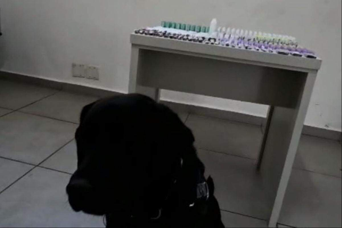 O cão farejador logo localizou as drogas escondidas