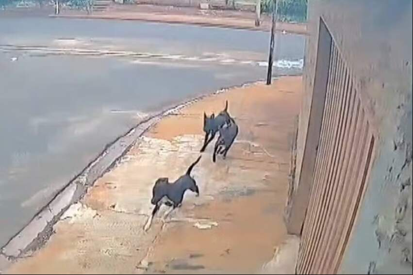 Cachorros soltos correndo para atacar um ciclista