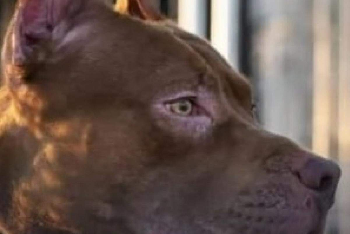 Bebê de 1 mês tem rosto dilacerado após ataque de Pitbull
